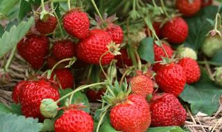 草莓种植方法 草莓的栽培方法